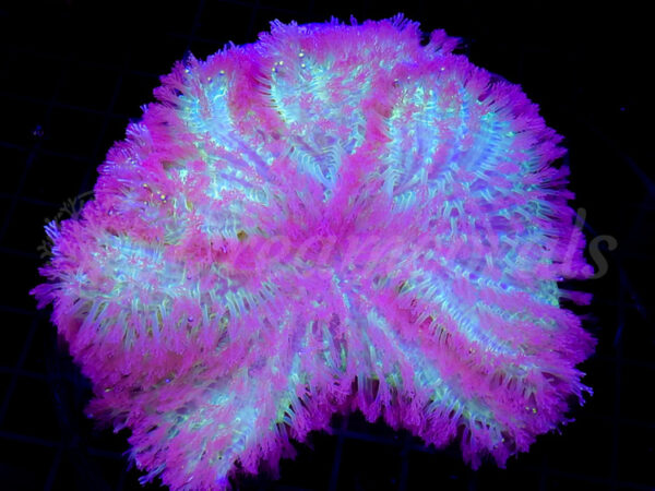 import placeholder for 2881057