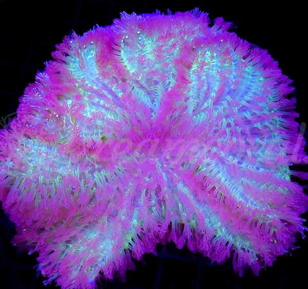 import placeholder for 2881057