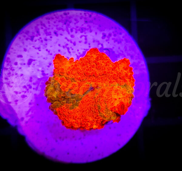 import placeholder for 2870530