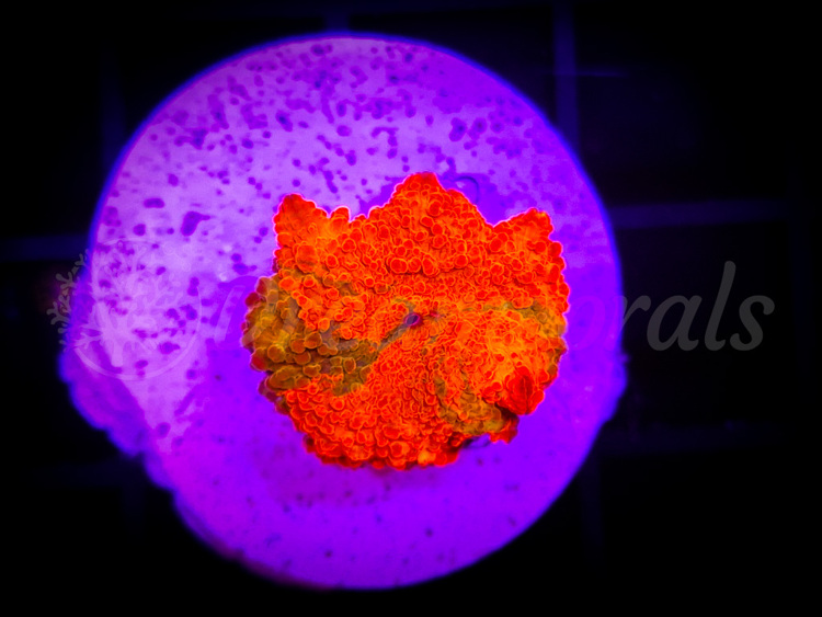 import placeholder for 2870530