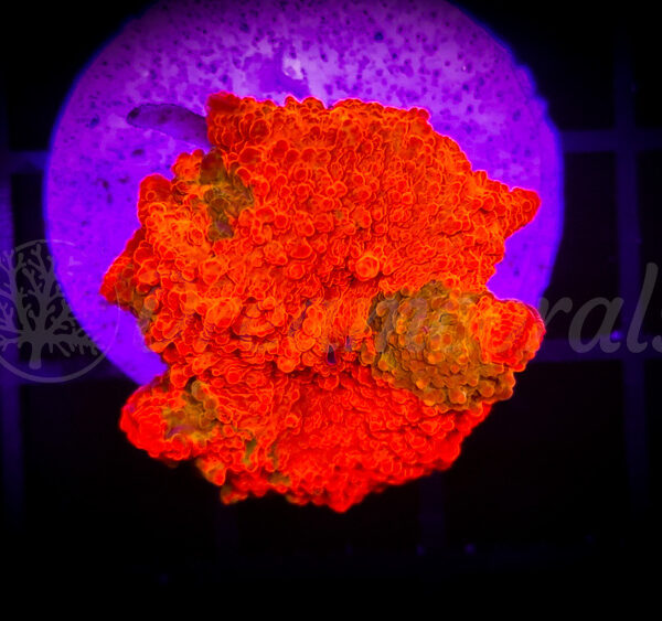 import placeholder for 2870529