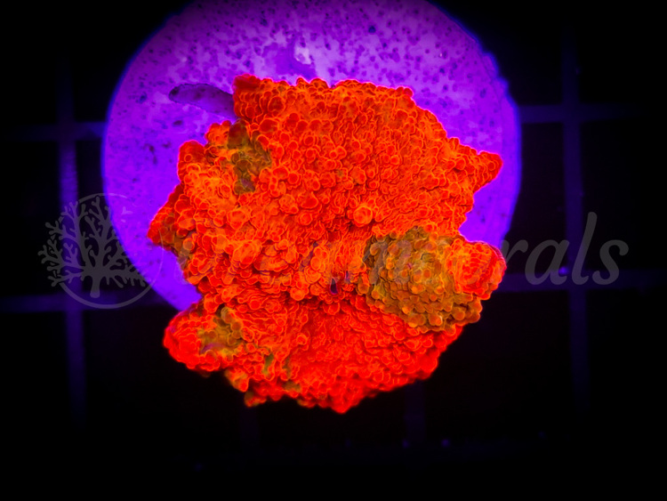 import placeholder for 2870529