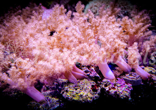 import placeholder for 2825039