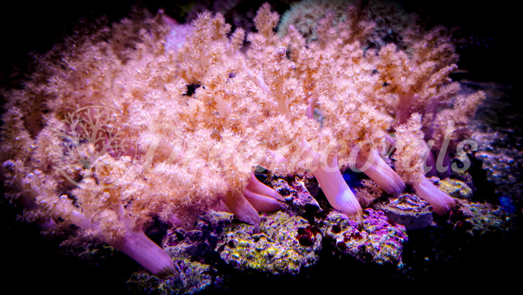 import placeholder for 2825039