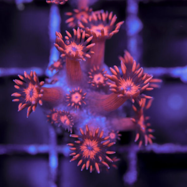 import placeholder for 2964906