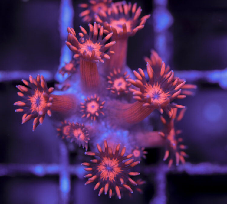 import placeholder for 2964906