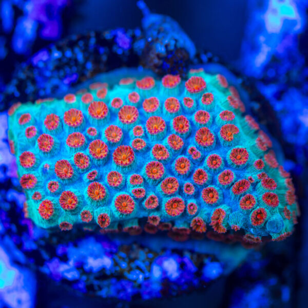 import placeholder for 2963897