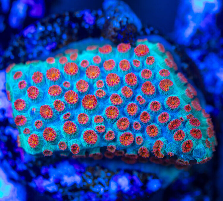 import placeholder for 2963897