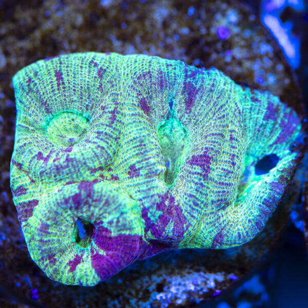 import placeholder for 2963891