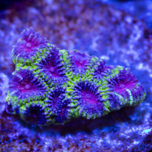 import placeholder for 2963867