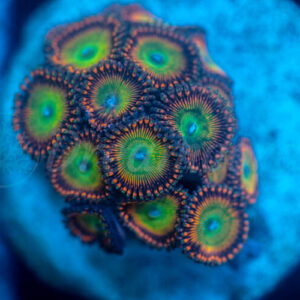 import placeholder for 2952655