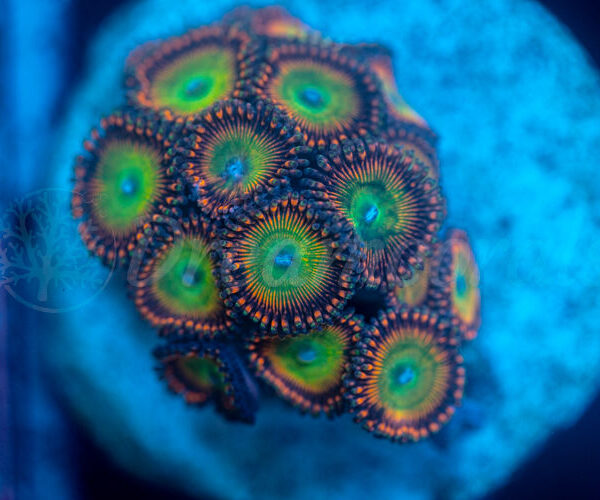 import placeholder for 2952655