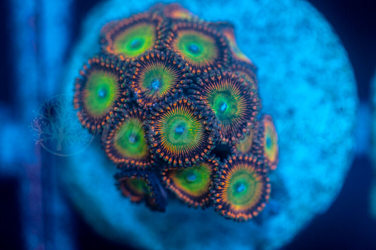 import placeholder for 2952655