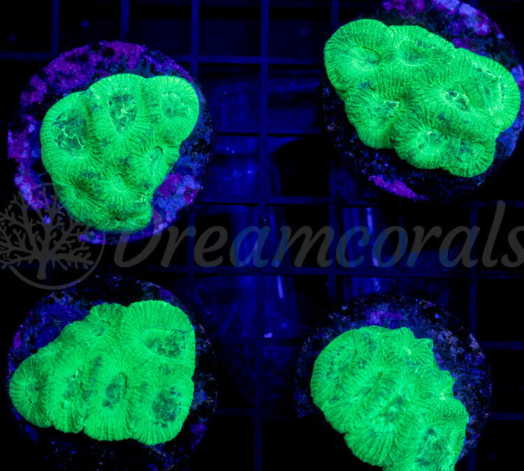 import placeholder for 2952601