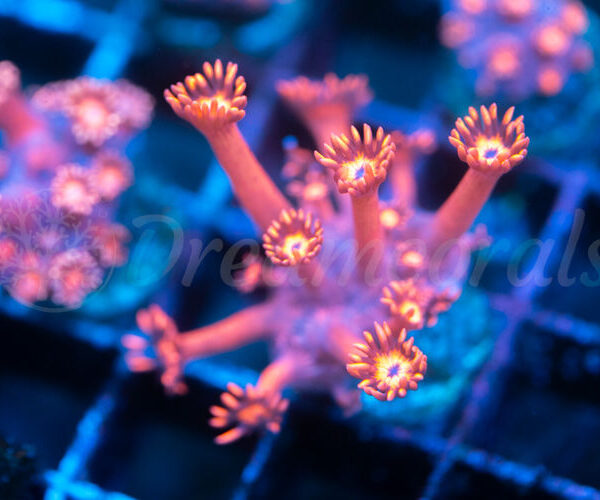 import placeholder for 2943171