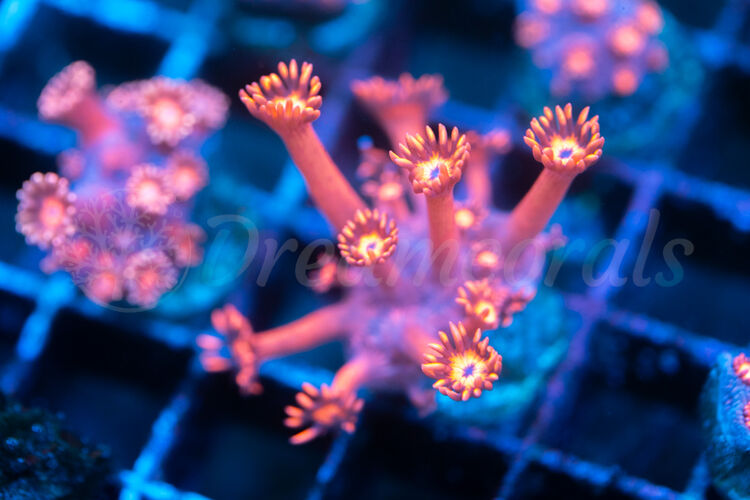 import placeholder for 2943171