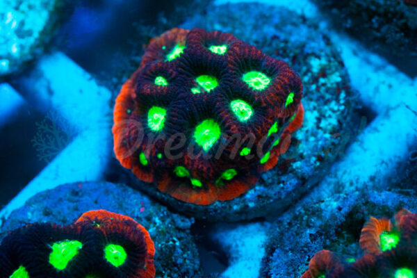 import placeholder for 2936336