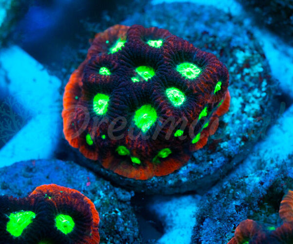 import placeholder for 2936336