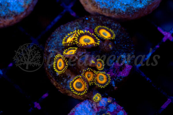 import placeholder for 2936021