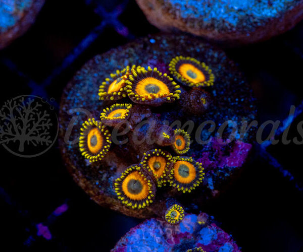 import placeholder for 2936021