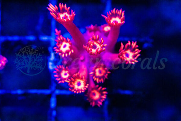 import placeholder for 2935275