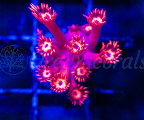 import placeholder for 2935275