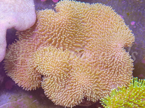 import placeholder for 2910237