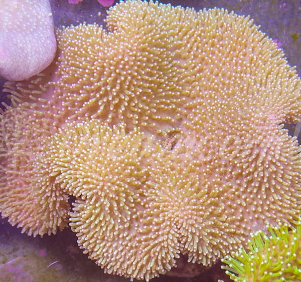 import placeholder for 2910237