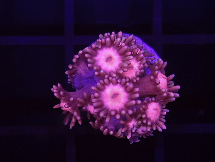 import placeholder for 2907161