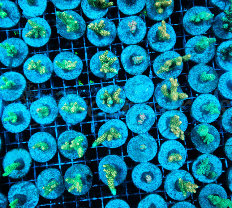 import placeholder for 2943992