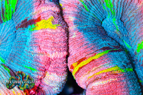 import placeholder for 1988765