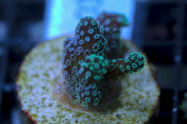 import placeholder for 3064442