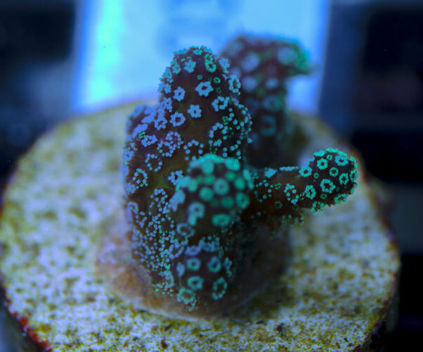 import placeholder for 3064442