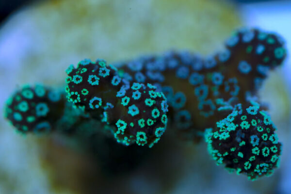 import placeholder for 3064441