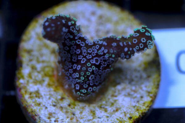 import placeholder for 3064440