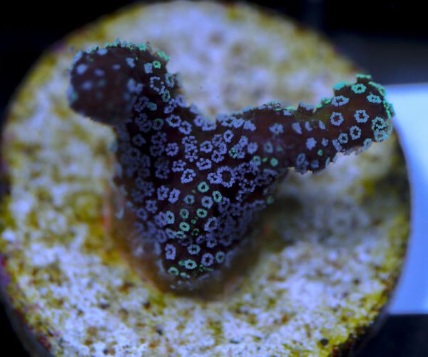 import placeholder for 3064440