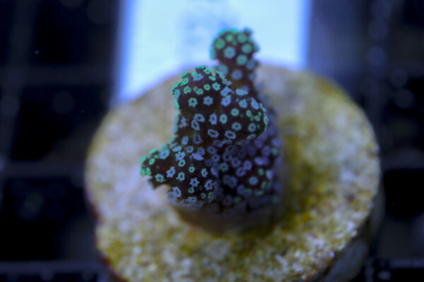 import placeholder for 3064439