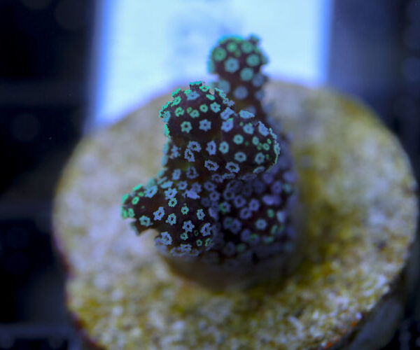 import placeholder for 3064439