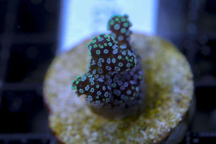 import placeholder for 3064439