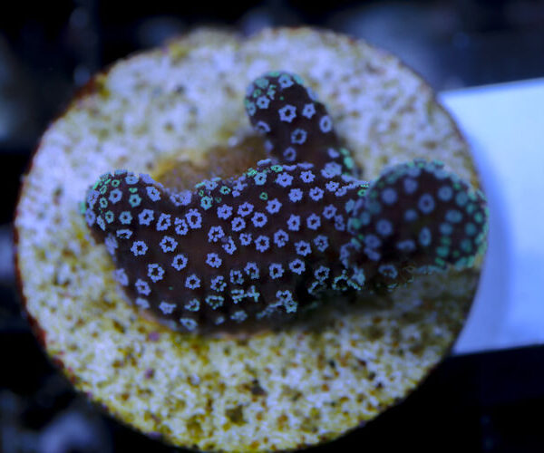 import placeholder for 3064438