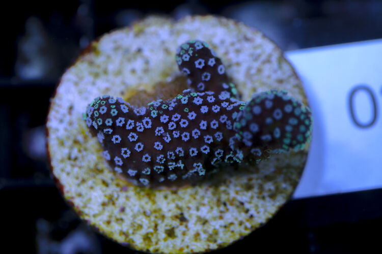 import placeholder for 3064438