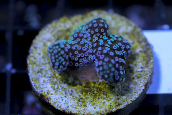 import placeholder for 3064437