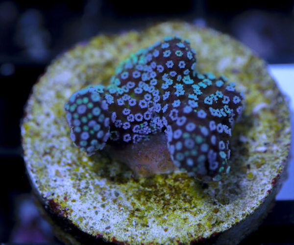 import placeholder for 3064437