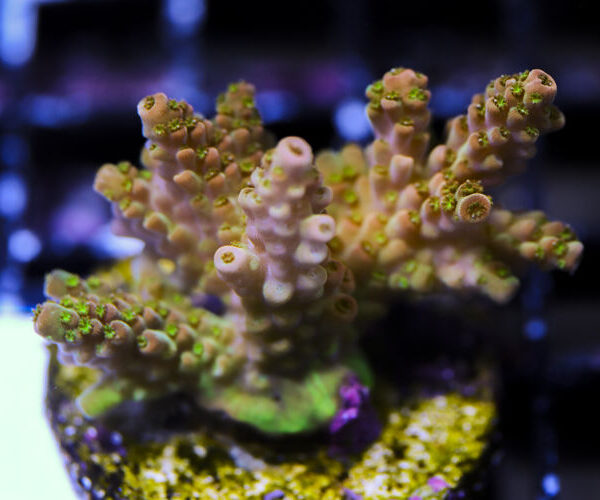 import placeholder for 3064436