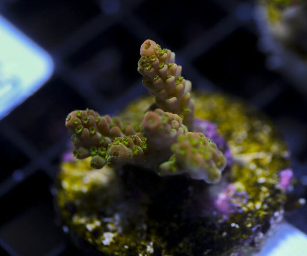 import placeholder for 3064434