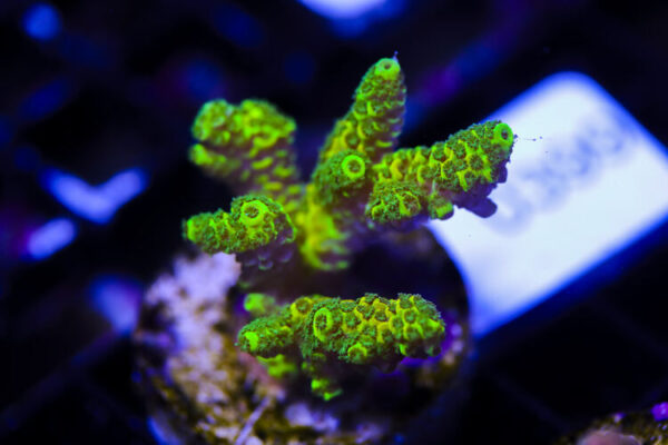 import placeholder for 3064433