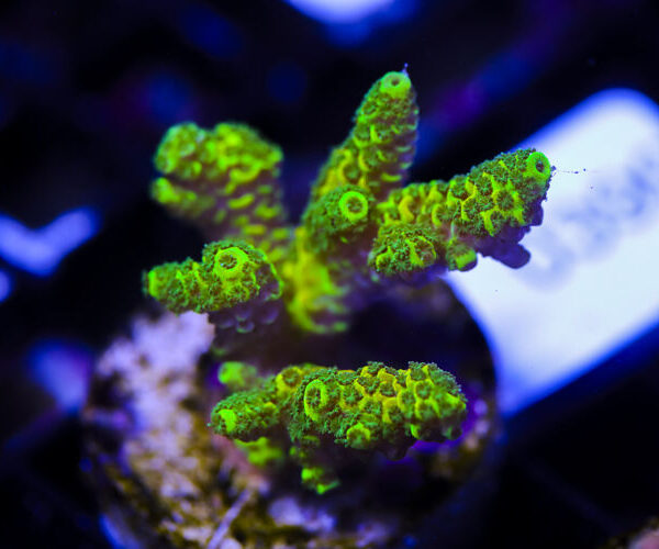 import placeholder for 3064433