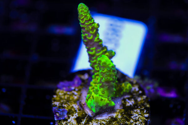 import placeholder for 3064432