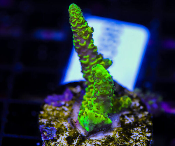 import placeholder for 3064432