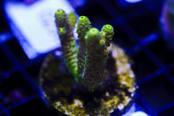 import placeholder for 3064431